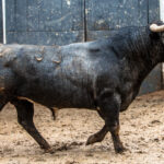 Madrid, San Isidro, 8 de mayo de 2017. Novillada de Guadaira