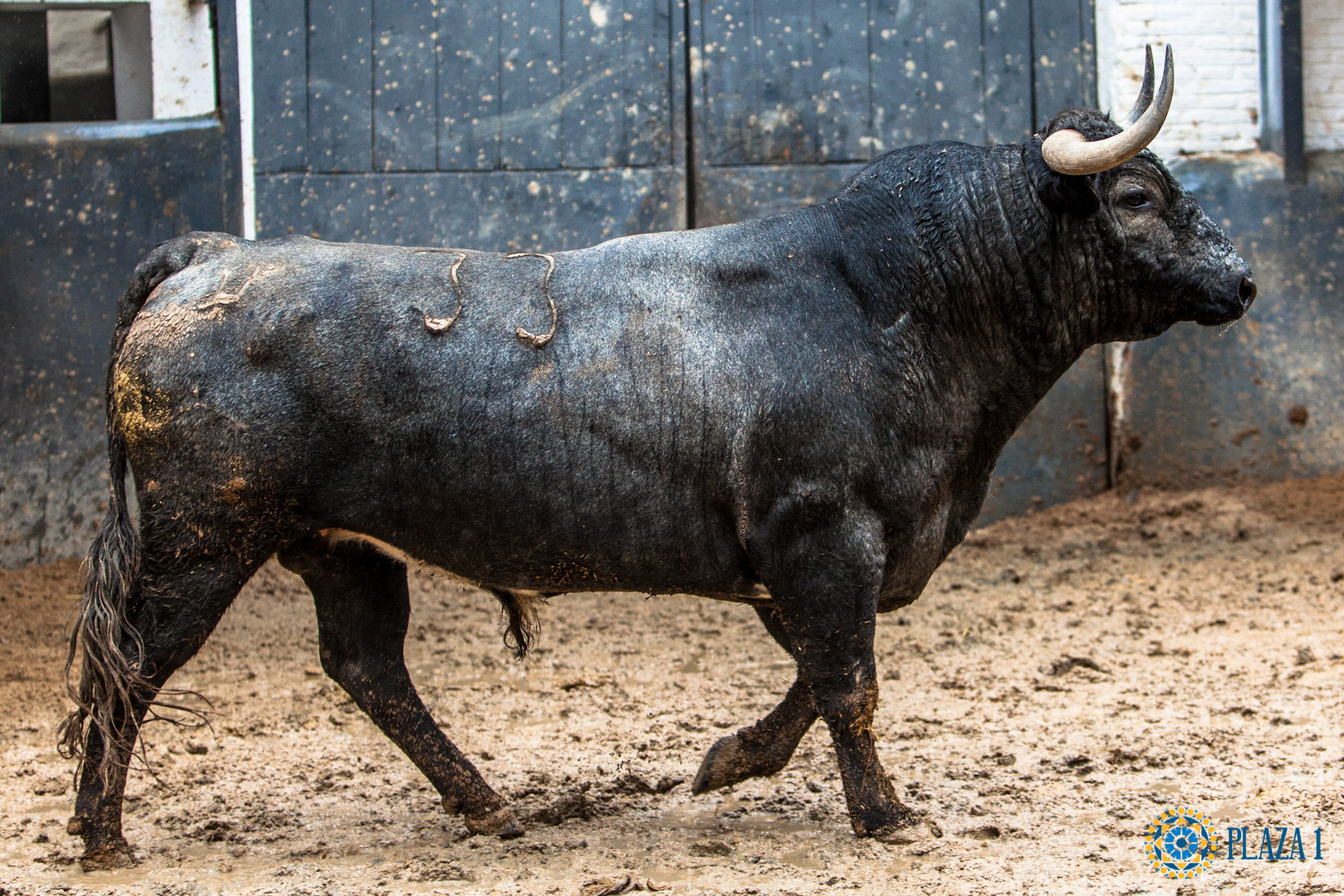 Madrid, San Isidro, 8 de mayo de 2017. Novillada de Guadaira