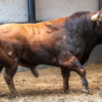 Vic-Fezensac, matinal 19 de mayo 2018