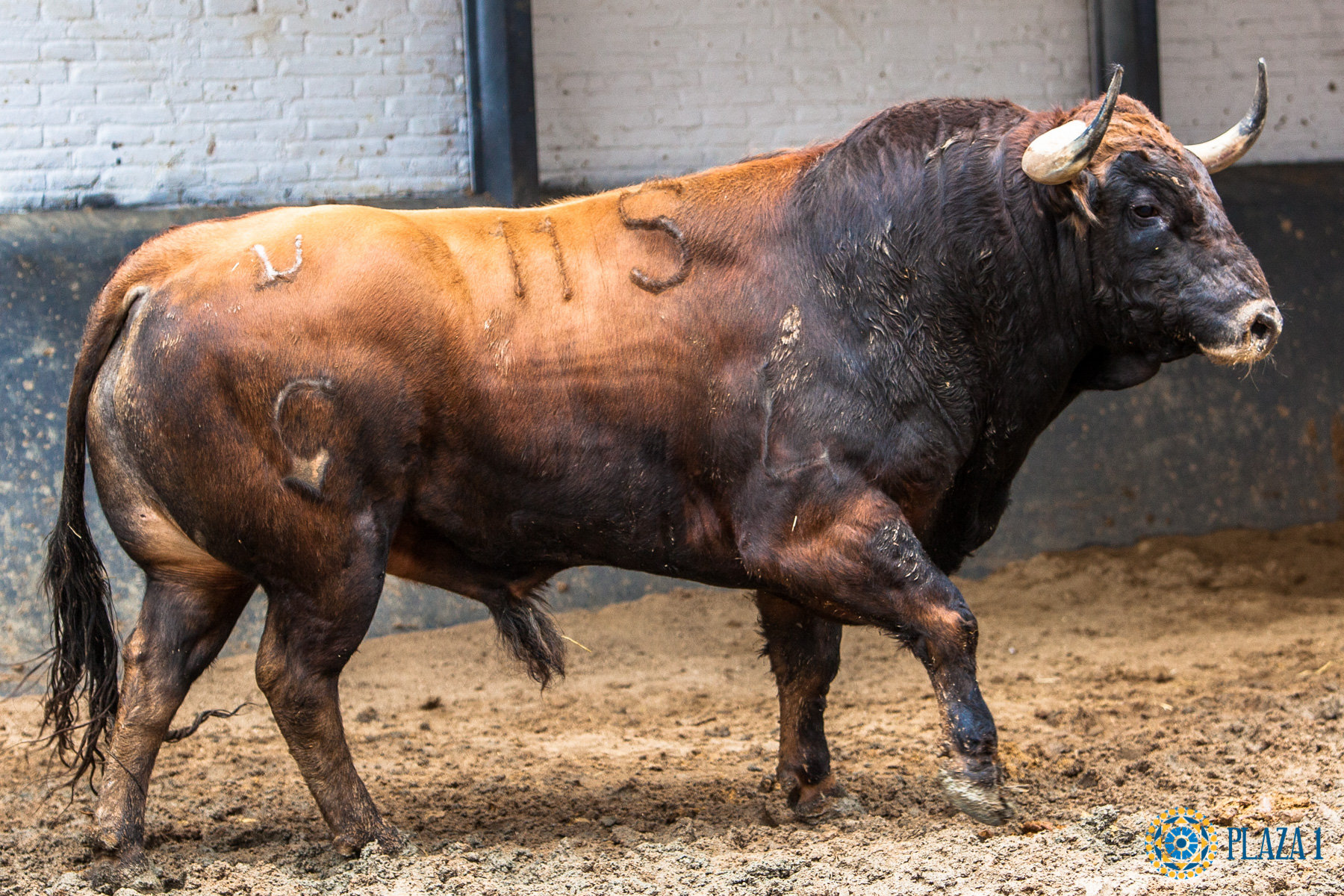 Madrid, San Isidro, 9 de mayo de 2018. Corrida de La Quinta