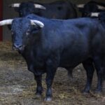Madrid, San Isidro, 10 de mayo de 2018. Corrida de Fuente Ymbro