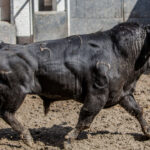 Madrid, San Isidro, 15 de mayo de 2018. Toros de Puerto de San Lorenzo