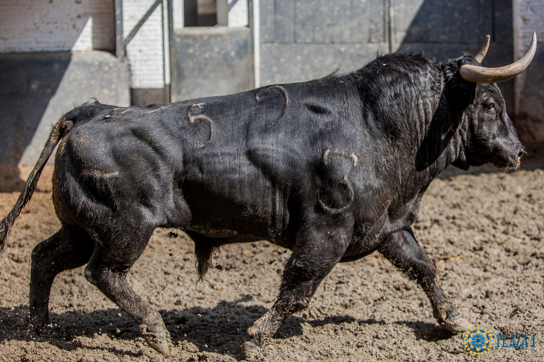Madrid, San Isidro, 15 de mayo de 2018. Toros de Puerto de San Lorenzo