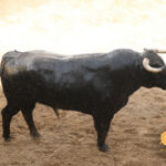 Sevilla, 31 de mayo de 2018. Novillos de El Parralejo