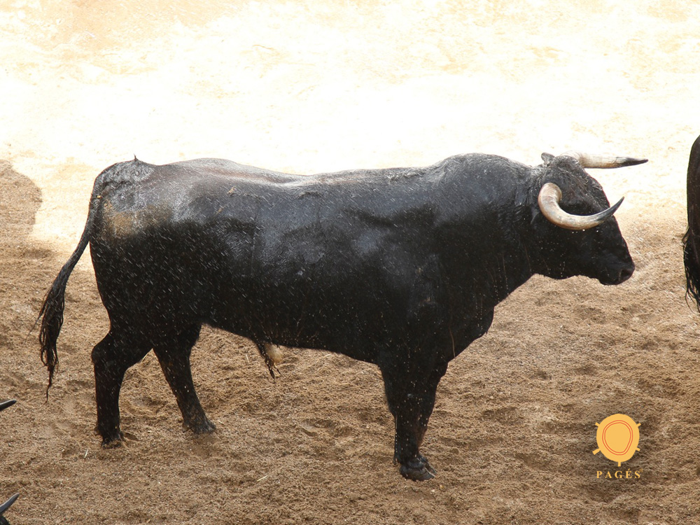 Sevilla, 31 de mayo de 2018. Novillos de El Parralejo