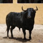 Granada, Feria del Corpus, 31 de mayo de 2018. Toros de Salvador Gavira
