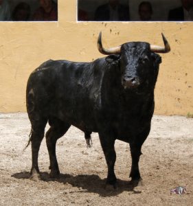 Granada, Feria del Corpus, 31 de mayo de 2018. Toros de Salvador Gavira
