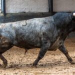 Madrid, San Isidro, jueves 17 de mayo de 2018. Sorteo de los toros de Juan Pedro Domecq