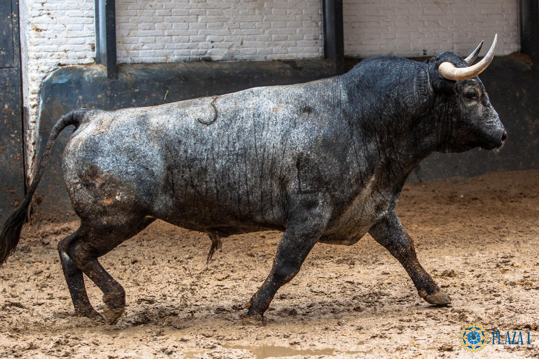 Madrid, San Isidro, jueves 17 de mayo de 2018. Sorteo de los toros de Juan Pedro Domecq