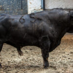 Madrid, San Isidro, 8 de mayo de 2017. Novillada de Guadaira