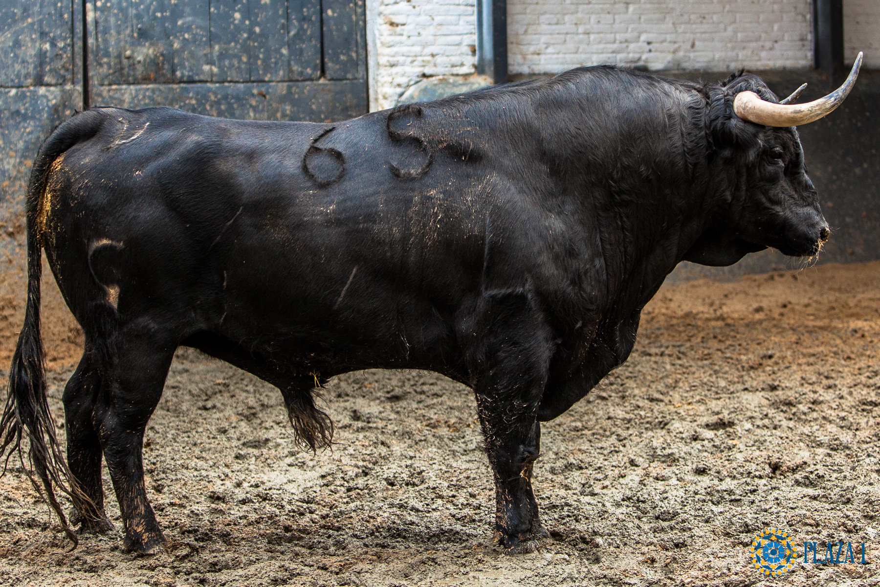 Madrid, San Isidro, 8 de mayo de 2017. Novillada de Guadaira