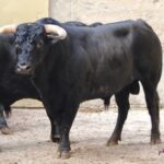 Vic-Fezensac, matinal 19 de mayo 2018