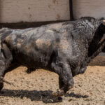 Madrid, San Isidro, martes 22 de mayo de 2018. Toros de El Ventorrillo y uno (5º) de Valdefresno