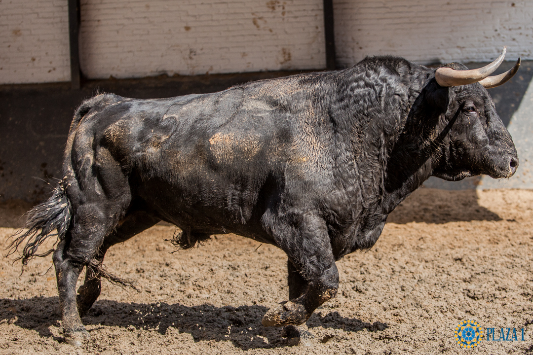 Madrid, San Isidro, martes 22 de mayo de 2018. Toros de El Ventorrillo y uno (5º) de Valdefresno