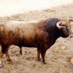 Sevilla, 31 de mayo de 2018. Novillos de El Parralejo