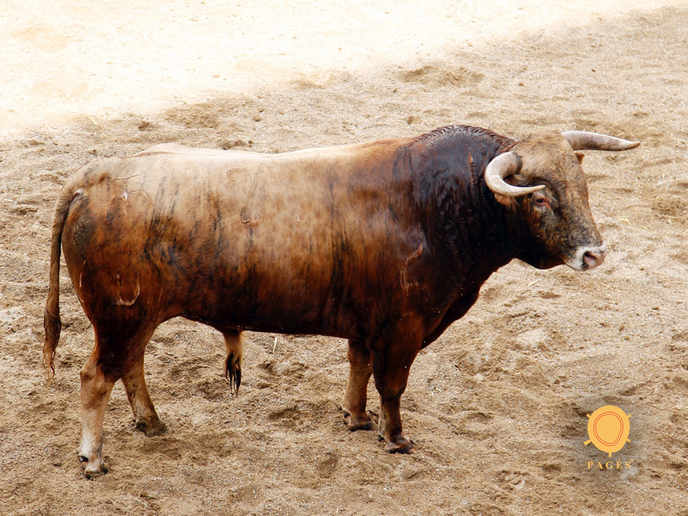 Sevilla, 31 de mayo de 2018. Novillos de El Parralejo