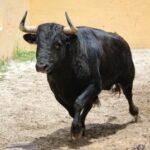 Granada, Feria del Corpus, 31 de mayo de 2018. Toros de Salvador Gavira