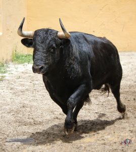 Granada, Feria del Corpus, 31 de mayo de 2018. Toros de Salvador Gavira