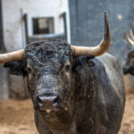 Madrid, San Isidro, jueves 17 de mayo de 2018. Sorteo de los toros de Juan Pedro Domecq