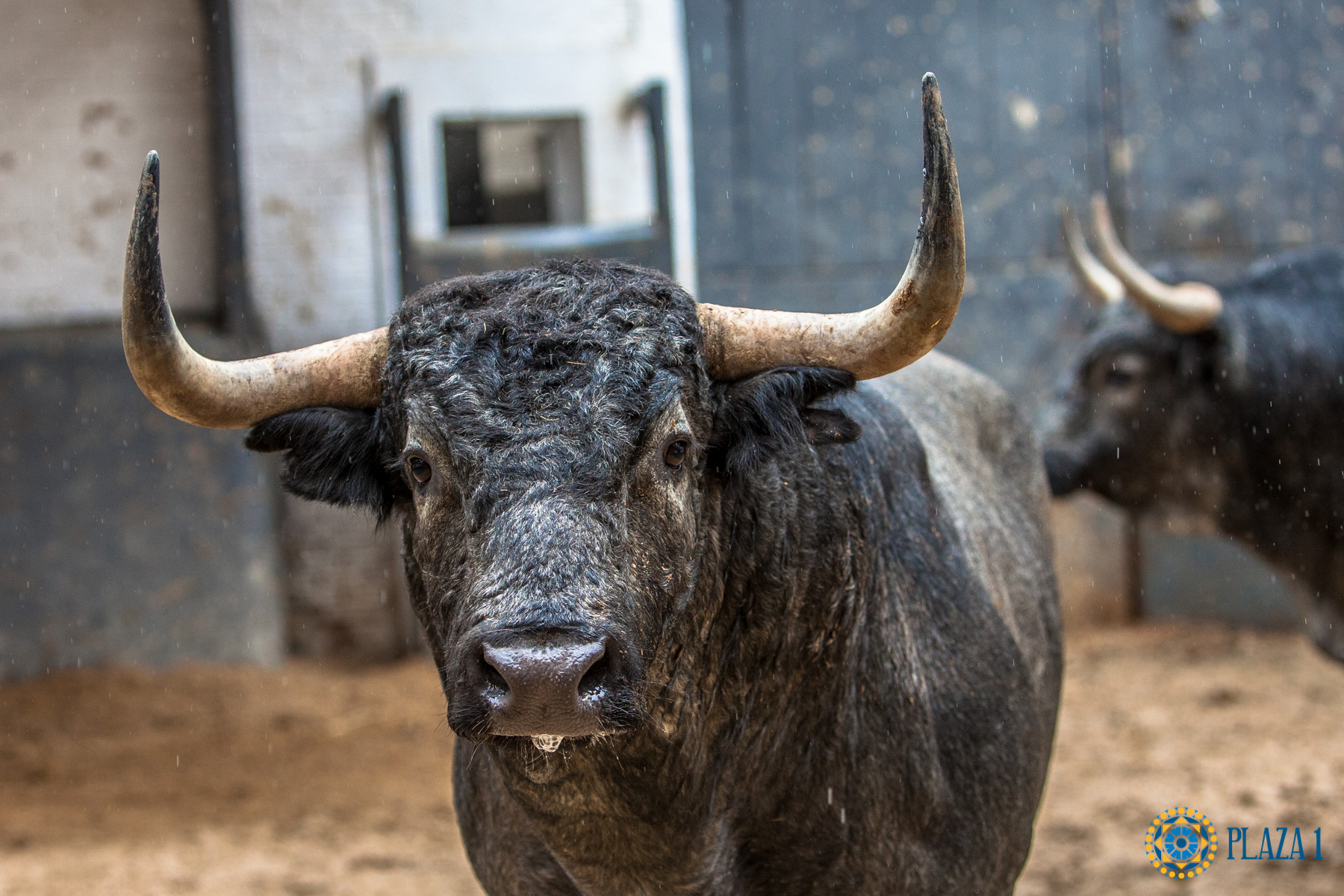 Madrid, San Isidro, jueves 17 de mayo de 2018. Sorteo de los toros de Juan Pedro Domecq