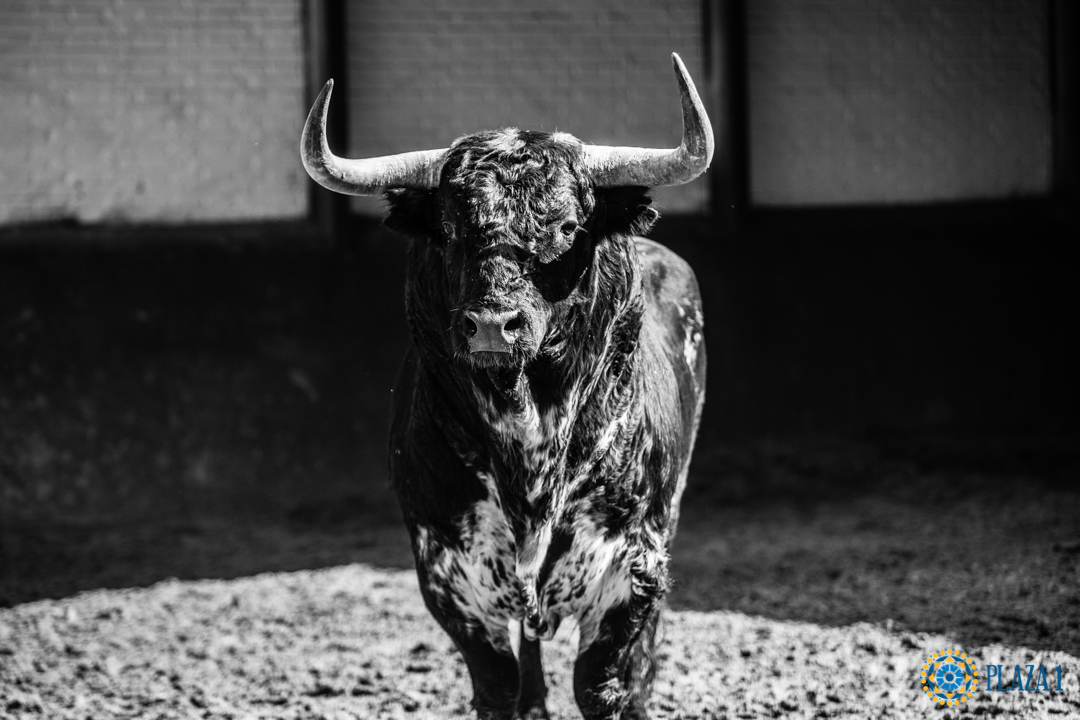 Madrid, San Isidro, martes 22 de mayo de 2018. Toros de El Ventorrillo y uno (5º) de Valdefresno