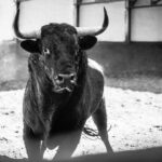 Madrid, San Isidro, 15 de mayo de 2018. Toros de Puerto de San Lorenzo