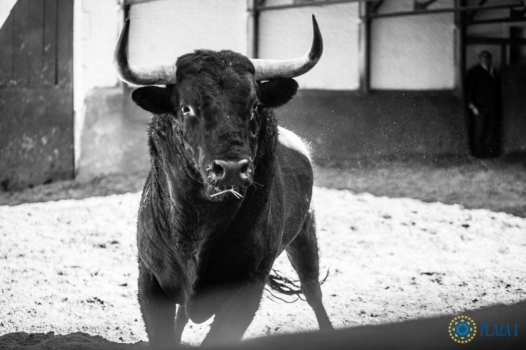 Madrid, San Isidro, 15 de mayo de 2018. Toros de Puerto de San Lorenzo