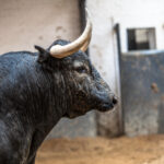 Madrid, San Isidro, jueves 17 de mayo de 2018. Sorteo de los toros de Juan Pedro Domecq