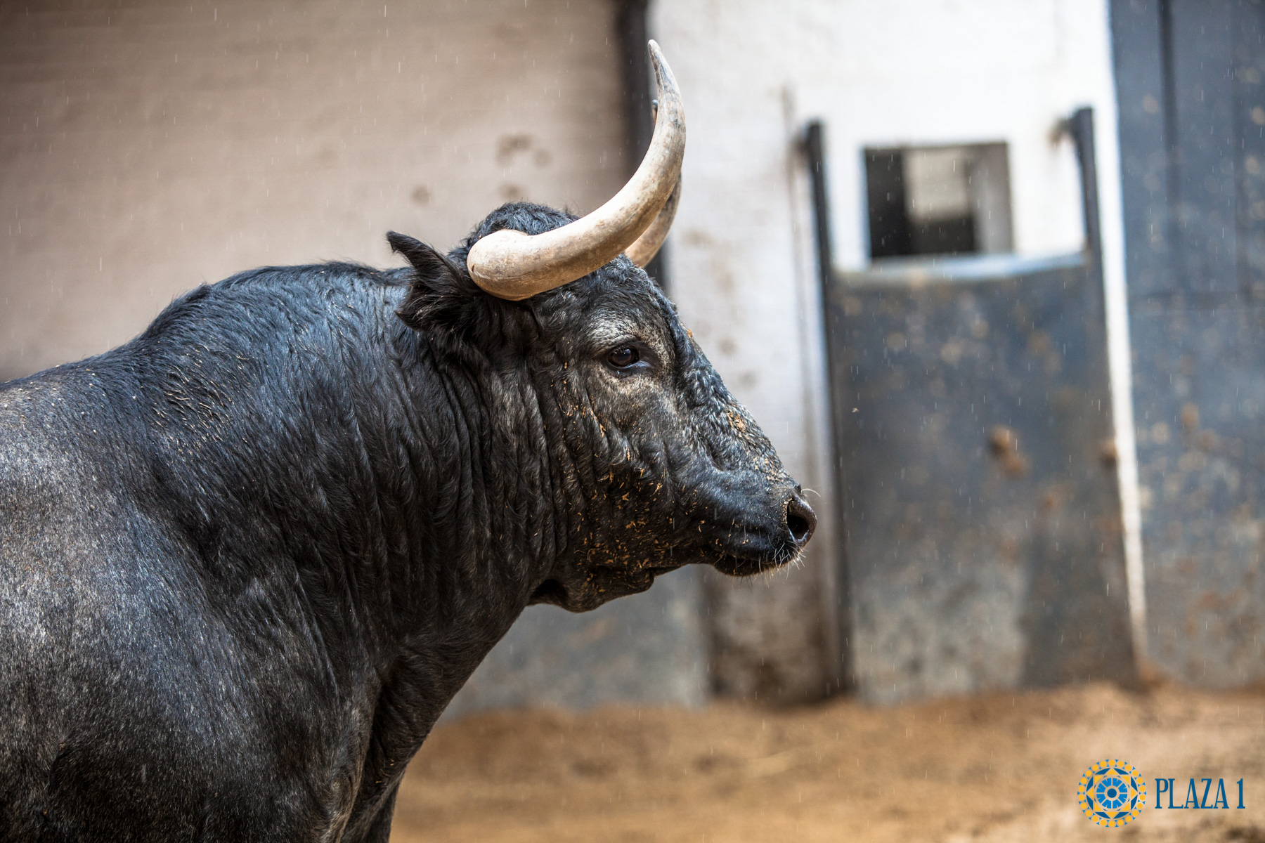 Madrid, San Isidro, jueves 17 de mayo de 2018. Sorteo de los toros de Juan Pedro Domecq