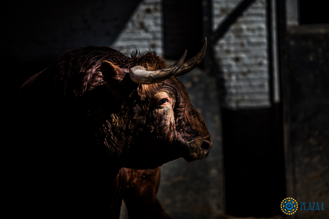 Madrid, San Isidro, 10 de mayo de 2018. Corrida de Fuente Ymbro