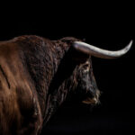 Madrid, San Isidro, 16 de mayo de 2018. Toros de Núñez del Cuvillo