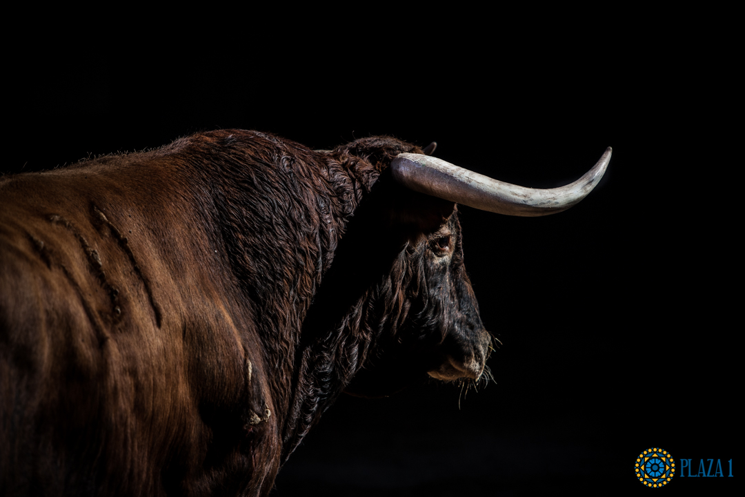 Madrid, San Isidro, 16 de mayo de 2018. Toros de Núñez del Cuvillo