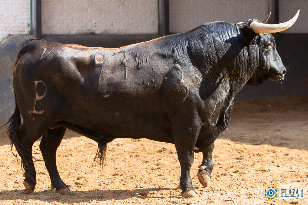 Sorteo, Madrid 19 de mayo de 2018