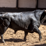 Novillos de López Gibaja para la novillada del 1 de mayo de 2018 en Las Ventas