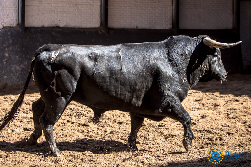 Novillos de López Gibaja para la novillada del 1 de mayo de 2018 en Las Ventas
