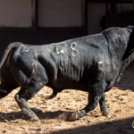 Novillos de López Gibaja para la novillada del 1 de mayo de 2018 en Las Ventas
