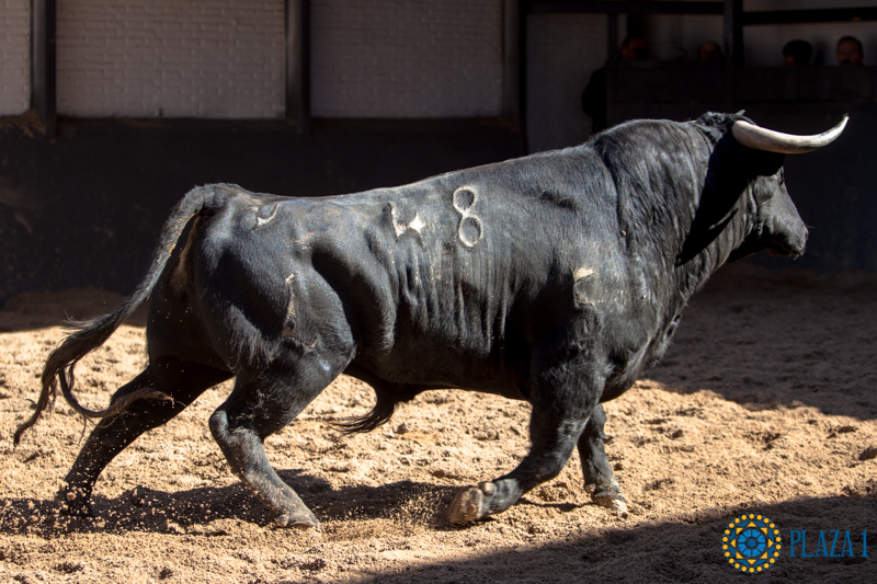 Novillos de López Gibaja para la novillada del 1 de mayo de 2018 en Las Ventas