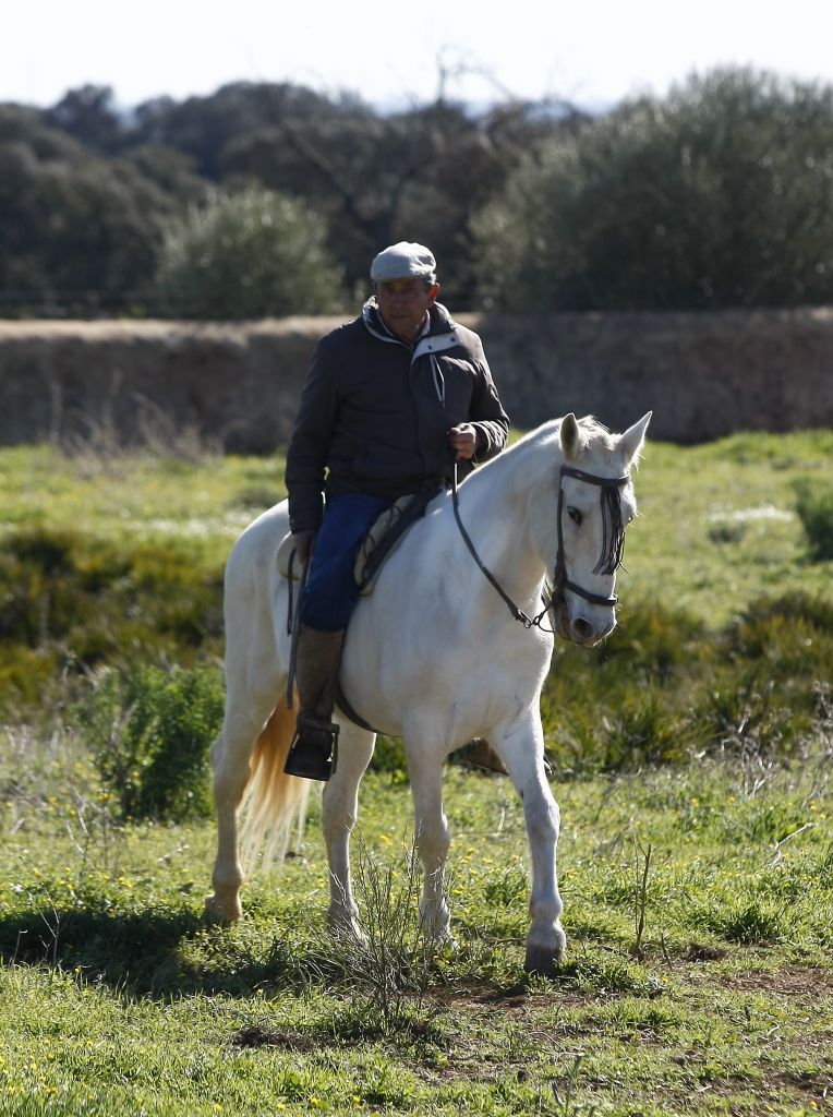 Cuadri, camada de 2018