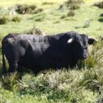 Cuadri, camada de 2018