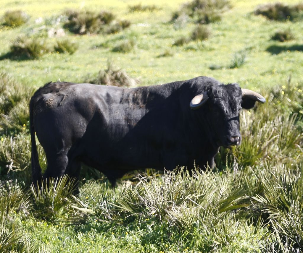 Cuadri, camada de 2018