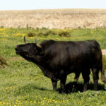 Cuadri, camada de 2018