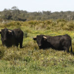 Cuadri, camada de 2018