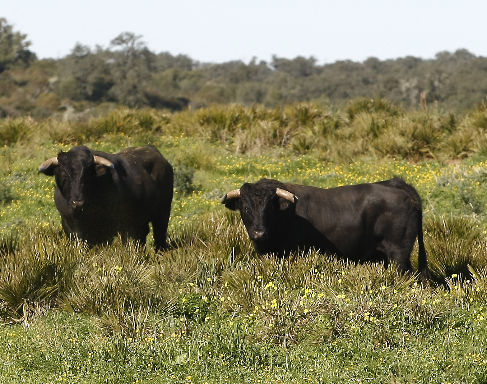 Cuadri, camada de 2018