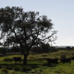 Cuadri, camada de 2018