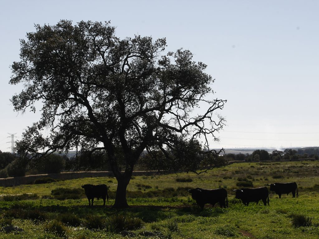 Cuadri, camada de 2018