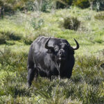 Cuadri, camada de 2018