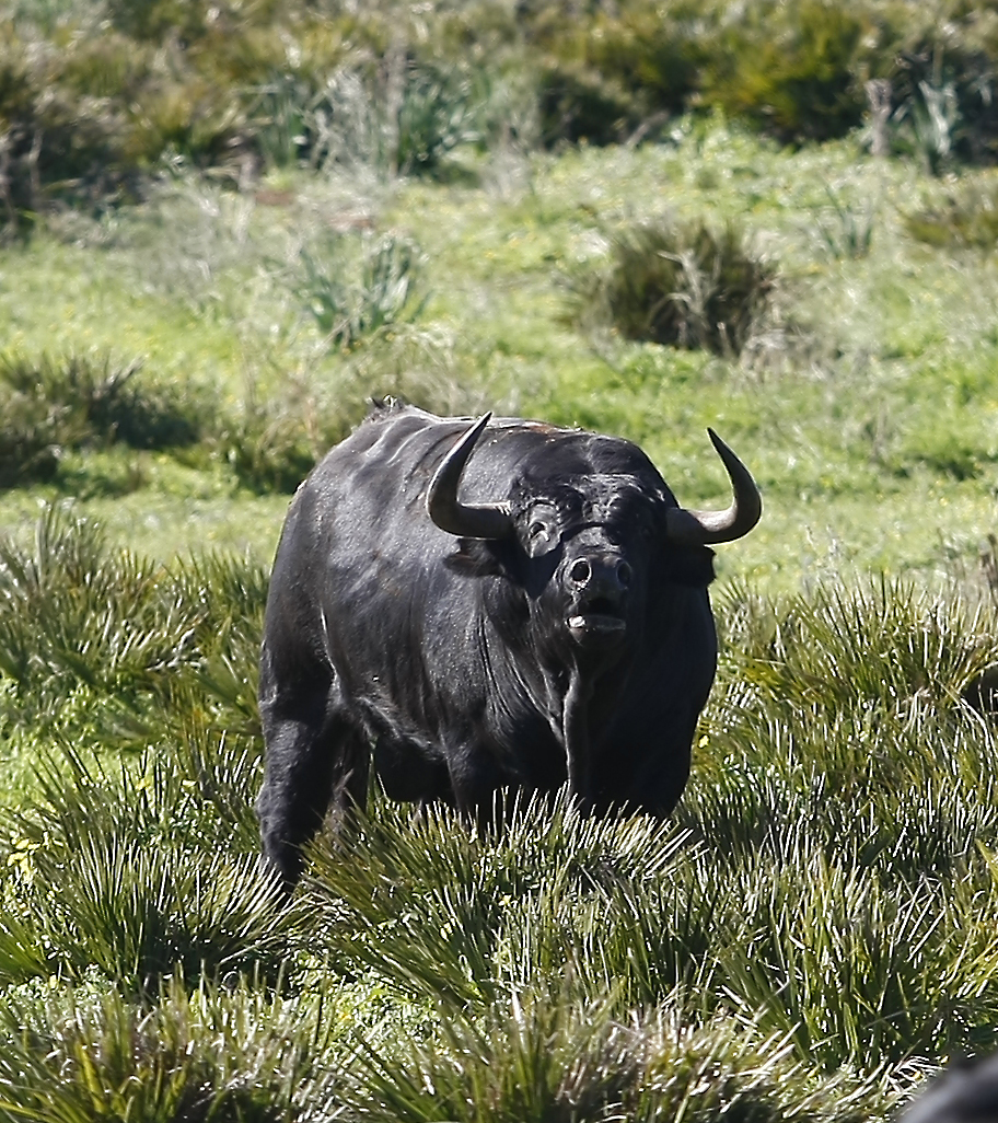 Cuadri, camada de 2018