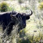 Cuadri, camada de 2018