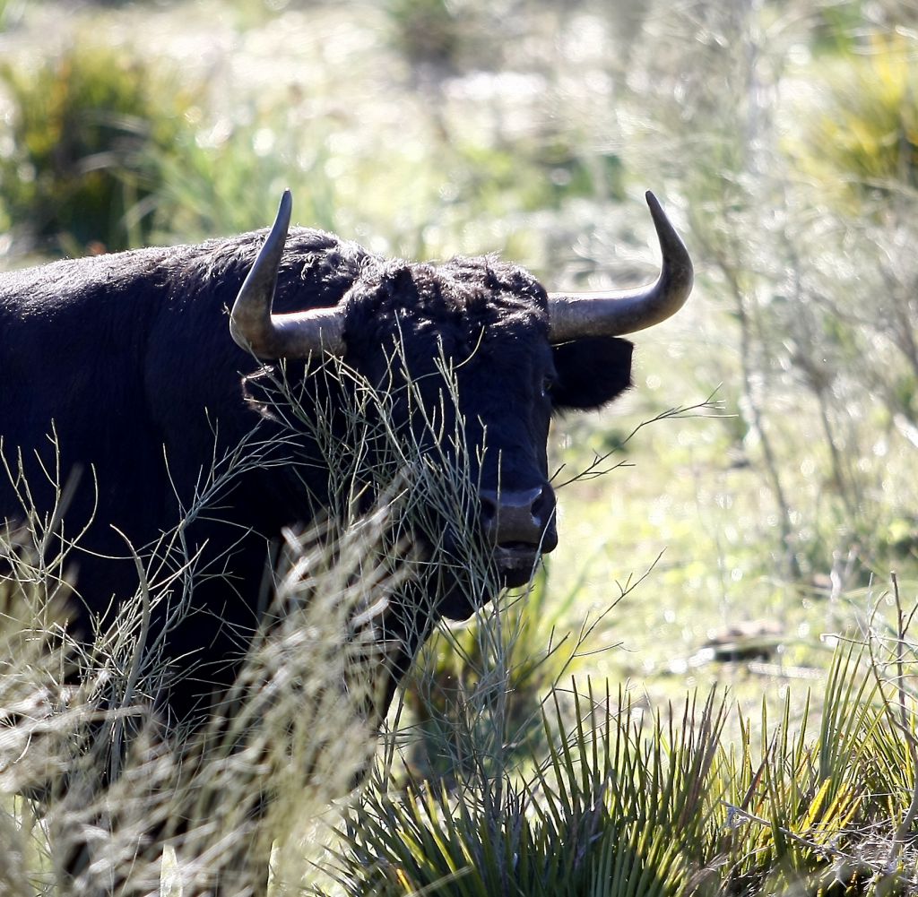 Cuadri, camada de 2018