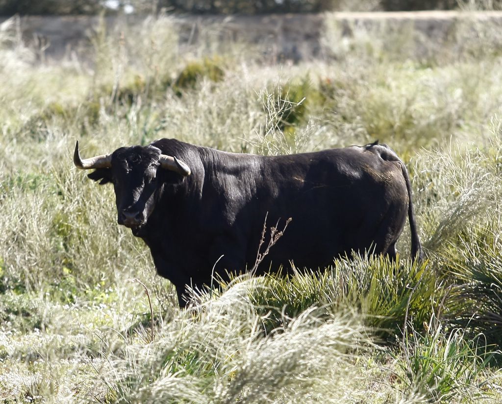 Cuadri, camada de 2018
